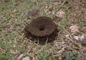 anthill